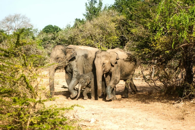 Wild elephants on a safari - Wildlife and cultural Sri Lanka vacation packages