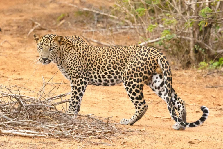 Majestic leopard at Yala National Park - Safari day tours by our Sri Lanka travel agency